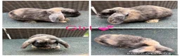 Mini Lop rabbits for sale: Gorgeous Mini Lops looking for new laps & cuddles  - Advert 17