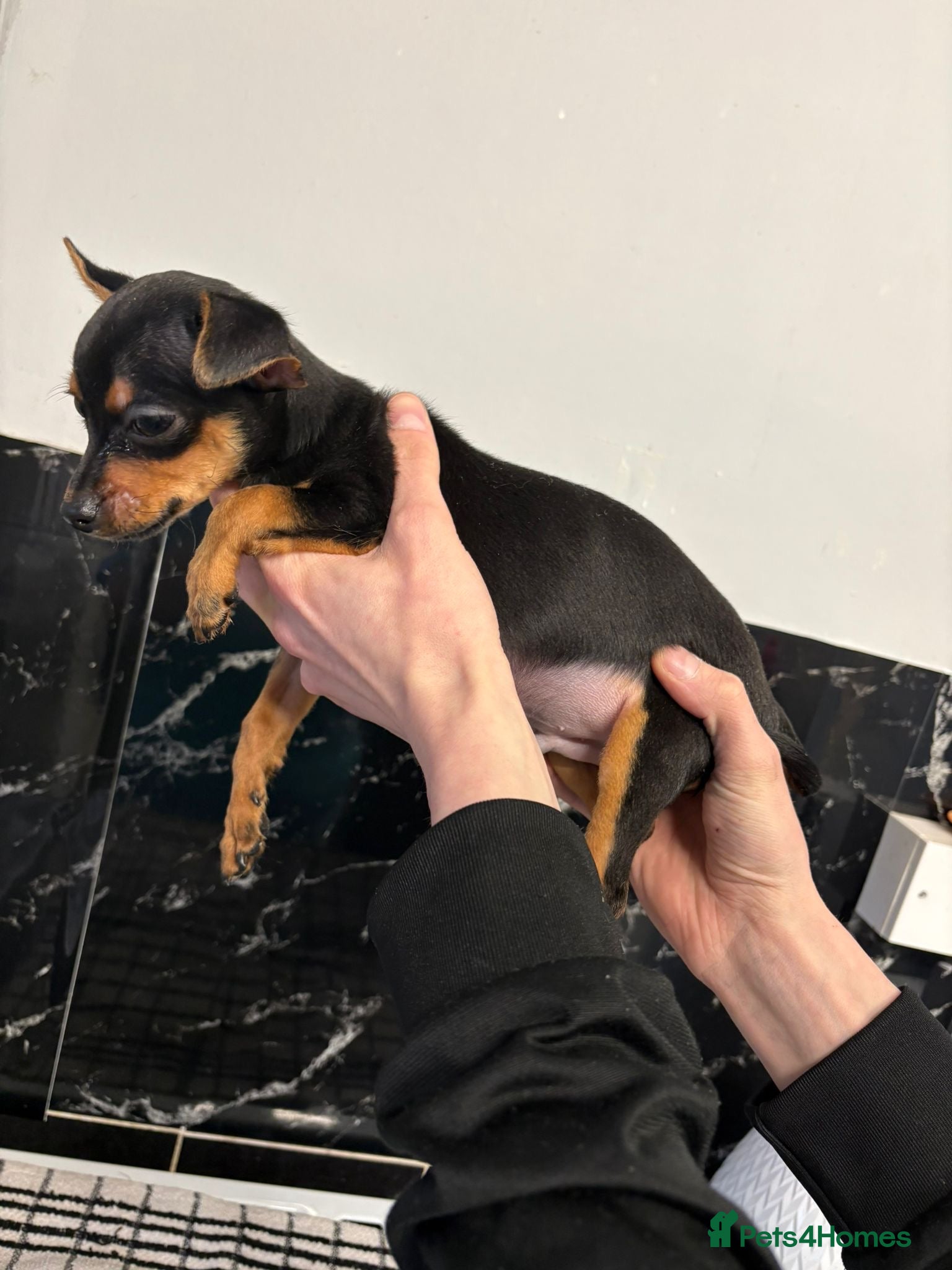 Chihuahua dogs 14 week old Black and Tan male chihuahua  - Advert 3