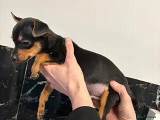 Chihuahua dogs 14 week old Black and Tan male chihuahua - Advert 3