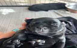 Staffordshire Bull Terrier dogs for sale: Gorgeous Black Boy available from this litter!  - Image 14