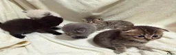 Scottish Fold cats for sale: Scottish fold/British  - Advert 10