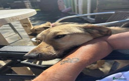 Mixed Breed dogs for adoption: Pettern - Norwich Norfolk  - Image 34