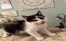 British Longhair cats for sale: Unusual markings  - Image 2