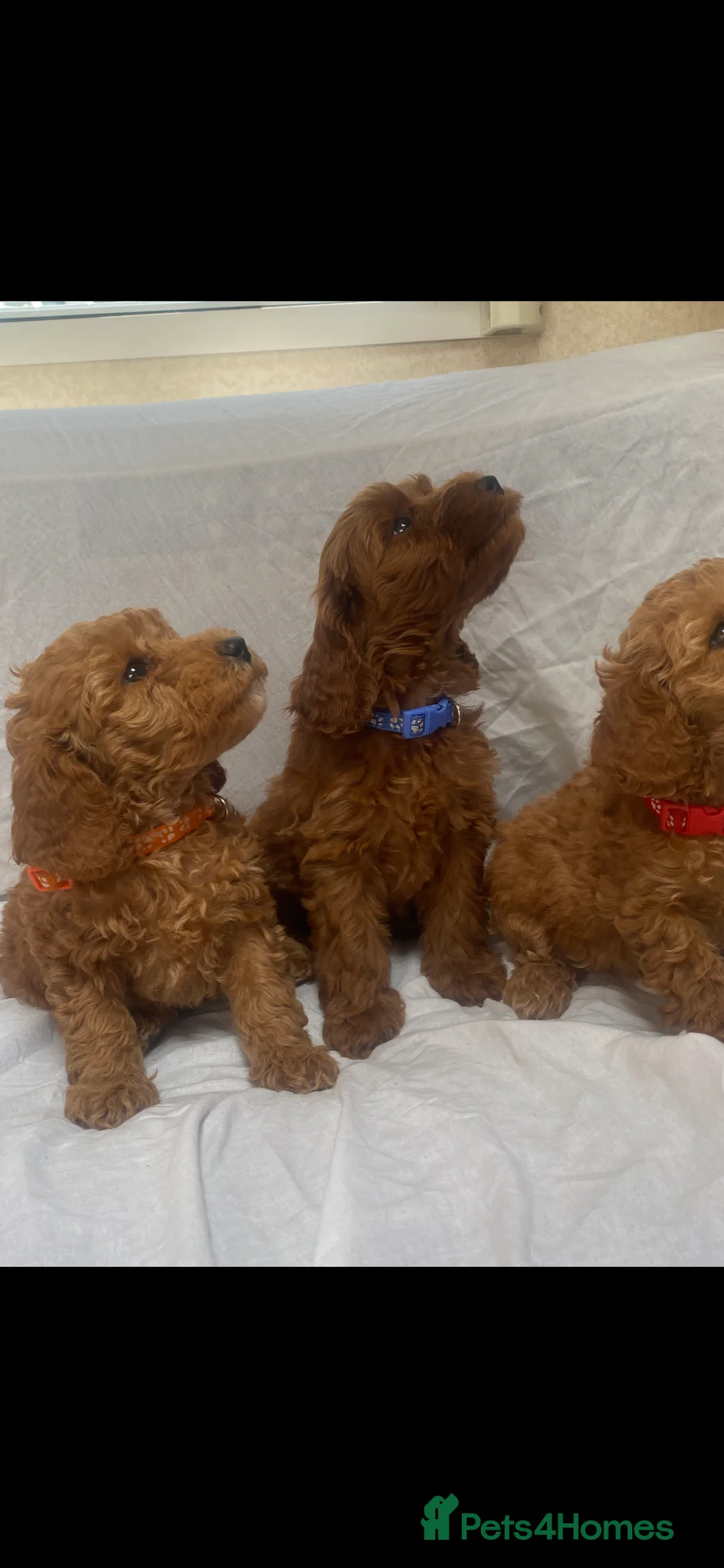 Cockapoo dogs for sale: Curly cockatoo  - Advert 16