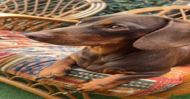 Dachshund dogs - Advert 6