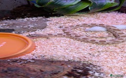 Snake reptiles for sale: Hognose snake - Image 1