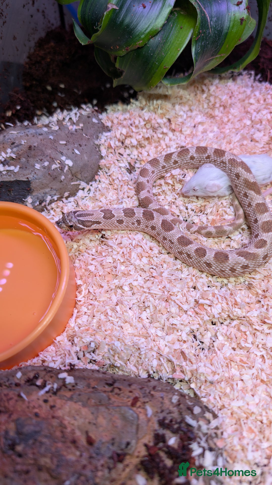 Snake reptiles for sale: Hognose snake - Image 1