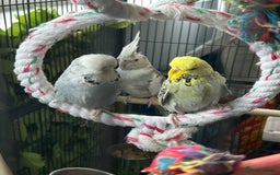 Budgerigars birds for sale: Buggies  - Image 1