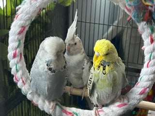 Budgerigars birds - Advert 1