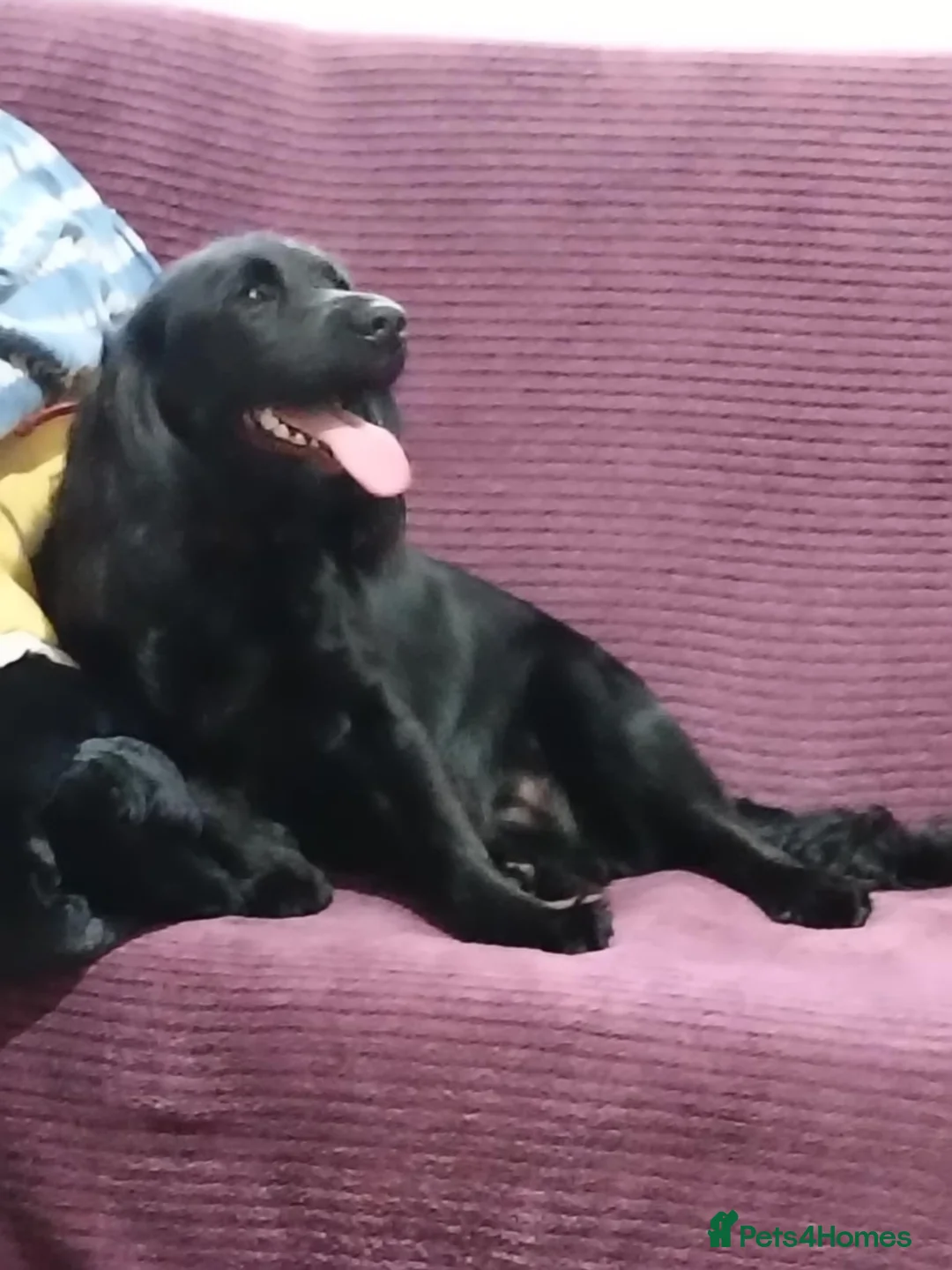 Cocker Spaniel dogs for sale: Cocker spaniel - Advert 6