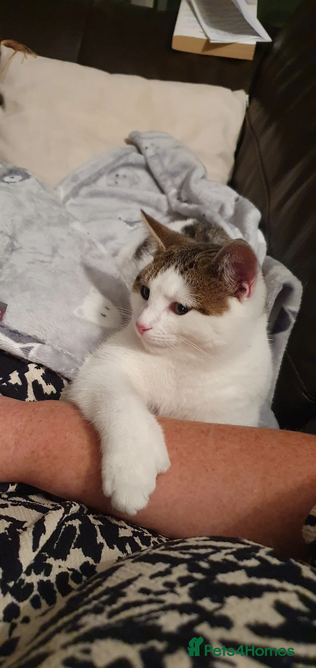 Mixed Breed cats for sale: Mummy cat - Advert 2