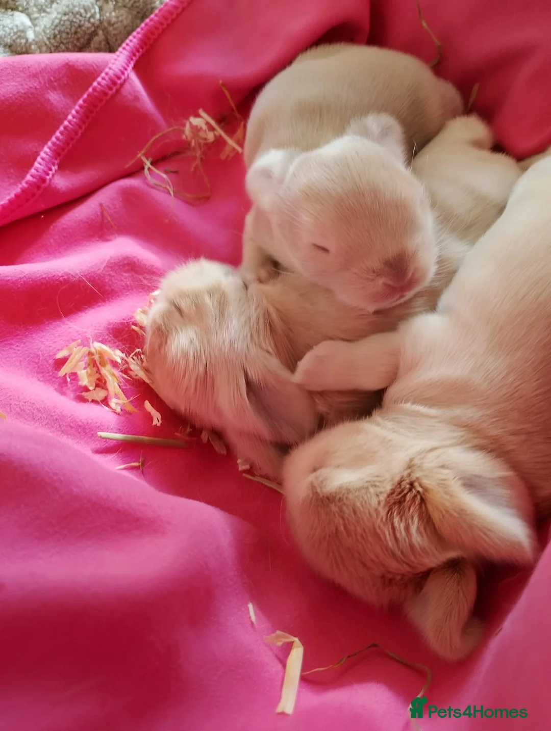 Mini Lop rabbits for sale: Mini lop gorgeous 😍 ✨️  - Advert 4