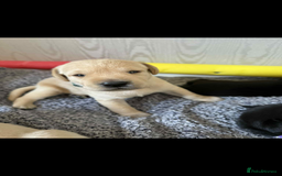 Labrador Retriever dogs for sale:  Labrador pups - Image 10