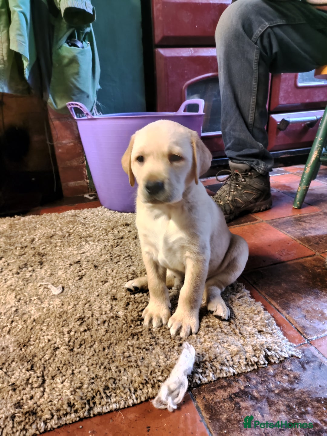 Labrador Retriever dogs for sale: Adorable Labrador Puppies  - Advert 14