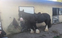 Irish Cob horses for sale: 14,2 Traditional cob mare - Image 3
