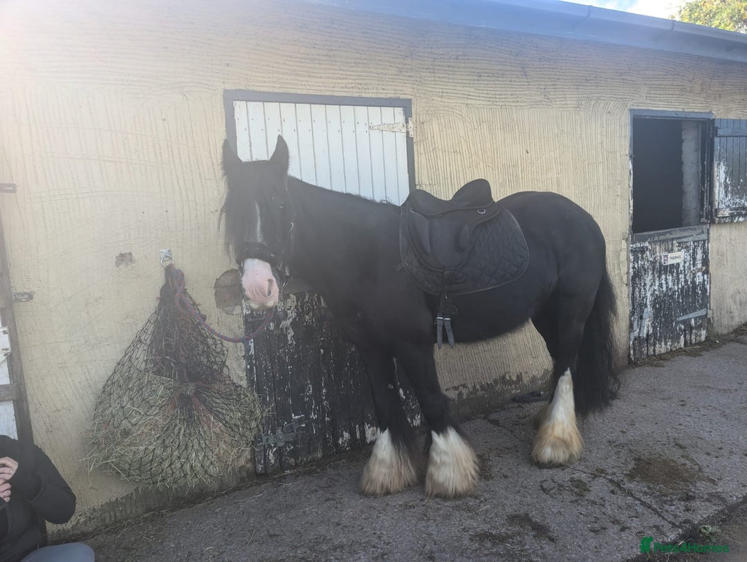 Irish Cob horses for sale: 14,2 Traditional cob mare - Image 3