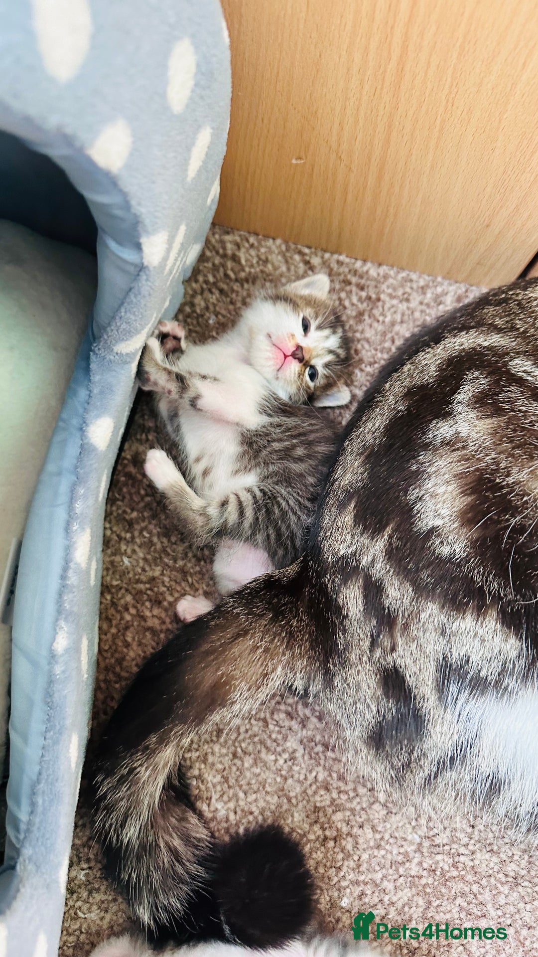 Mixed Breed cats for sale: 4 Adorable Kittens Looking for Their Forever Homes - Image 6