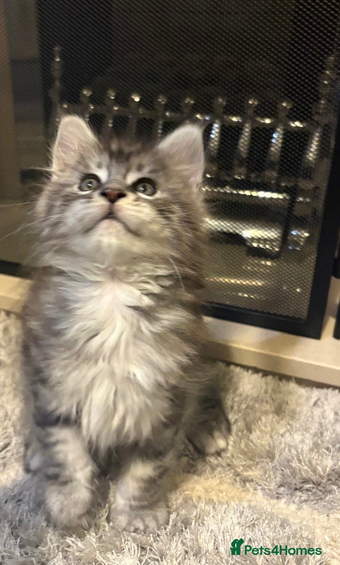 Maine Coon cats for sale: Stunning Maine coon kittens - Image 17