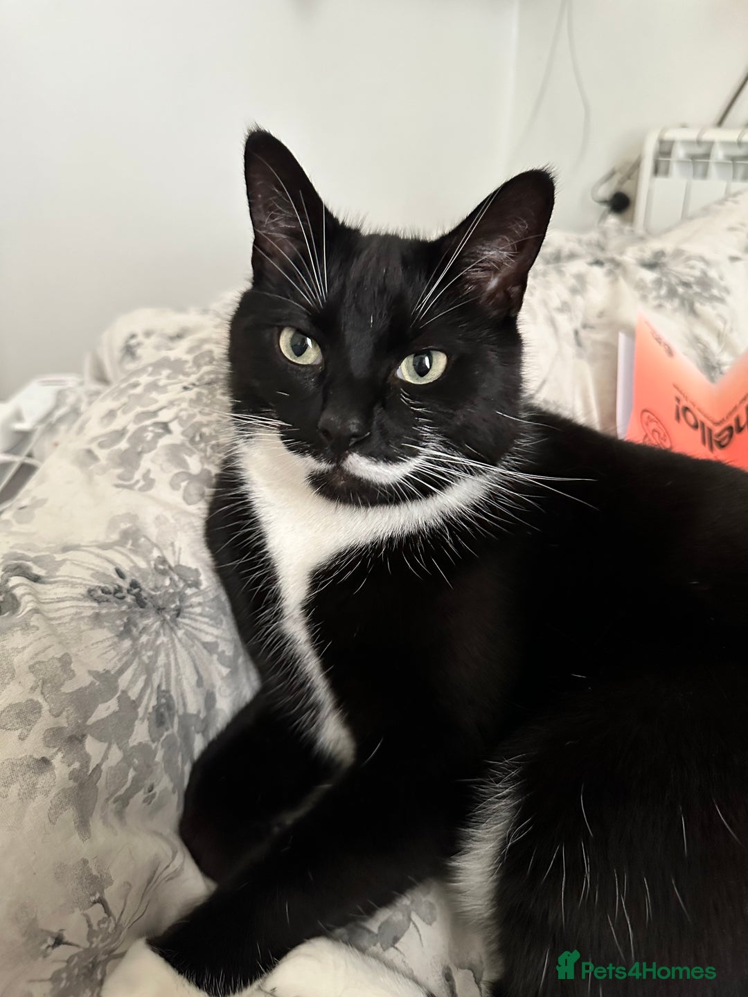 Domestic Shorthair cats for sale: Big gentle loving boy - Image 10