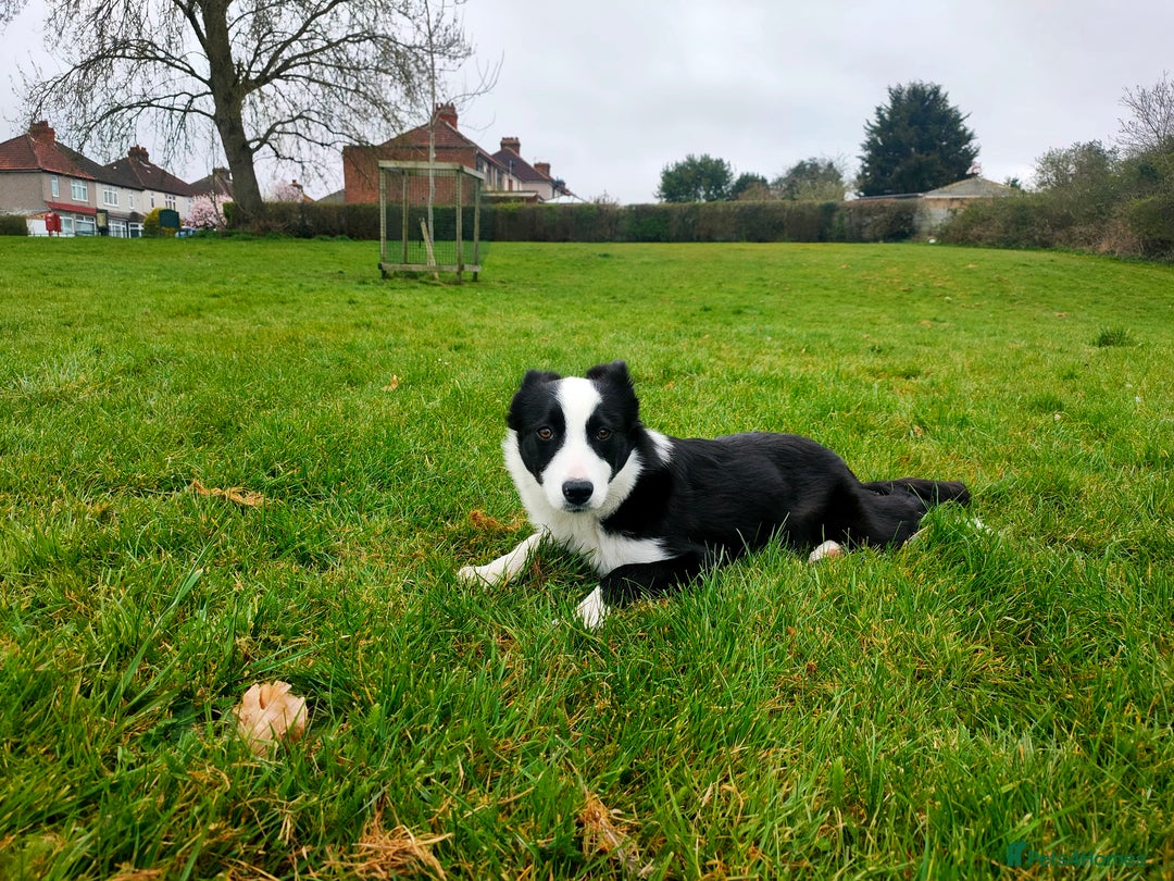 Border Collie dogs for sale: Dog for rehoming - Image 2
