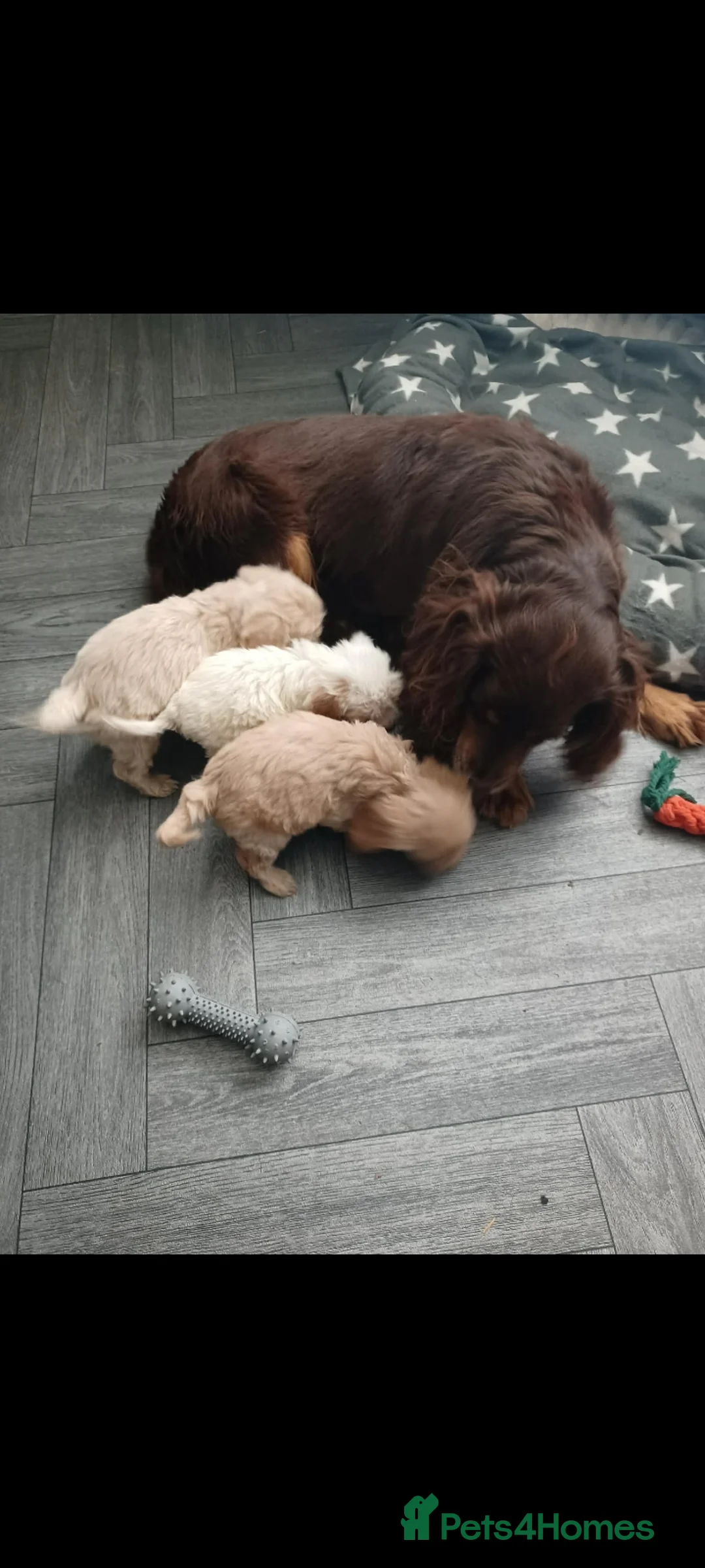 Cockapoo dogs for sale: Cockapoo puppies - Advert 2