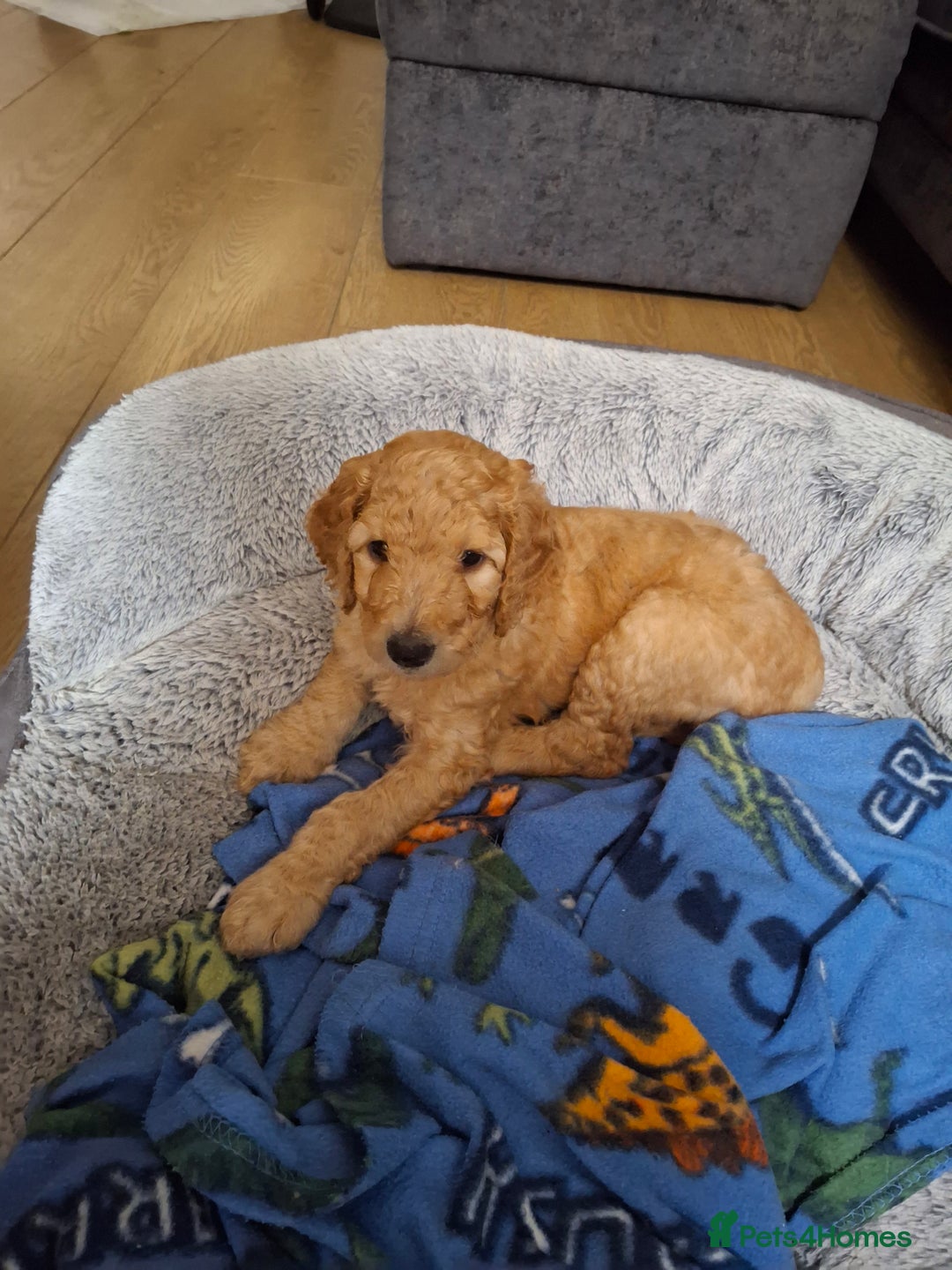 Standard Poodle dogs for sale: Standard poodle male pup apricot  - Image 15