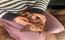 Cockapoo dogs for sale: Very unique Asian Toy Cockerpoos - Image 31
