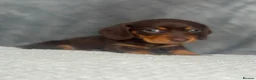 Dachshund dogs for sale: 2 beautiful female dashounds  - Advert 19
