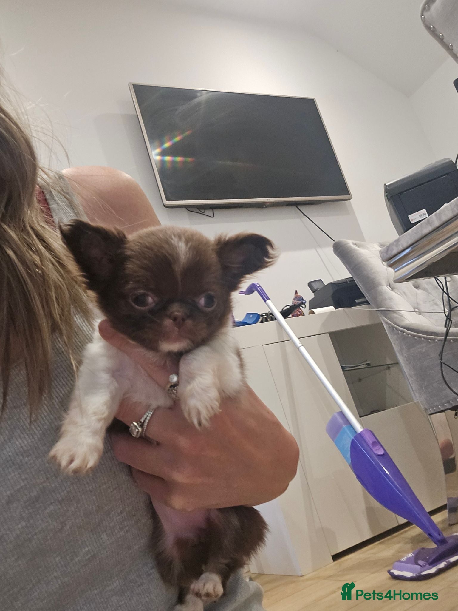 Chihuahua dogs XX quality chihuahua chocolate longcoat puppies XX - Advert 1
