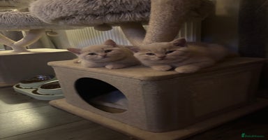 British Shorthair cats 🏆 BLOODLINE.. BEAUTIFUL CREAM BSH KITTENS - Advert 4