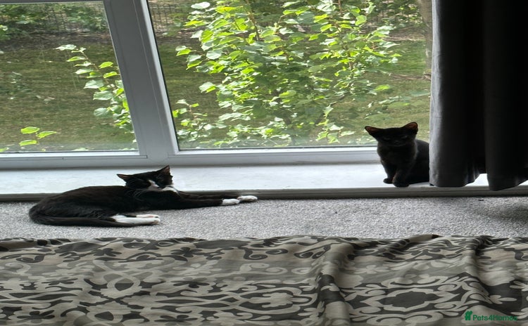 Domestic Shorthair cats - Advert 6