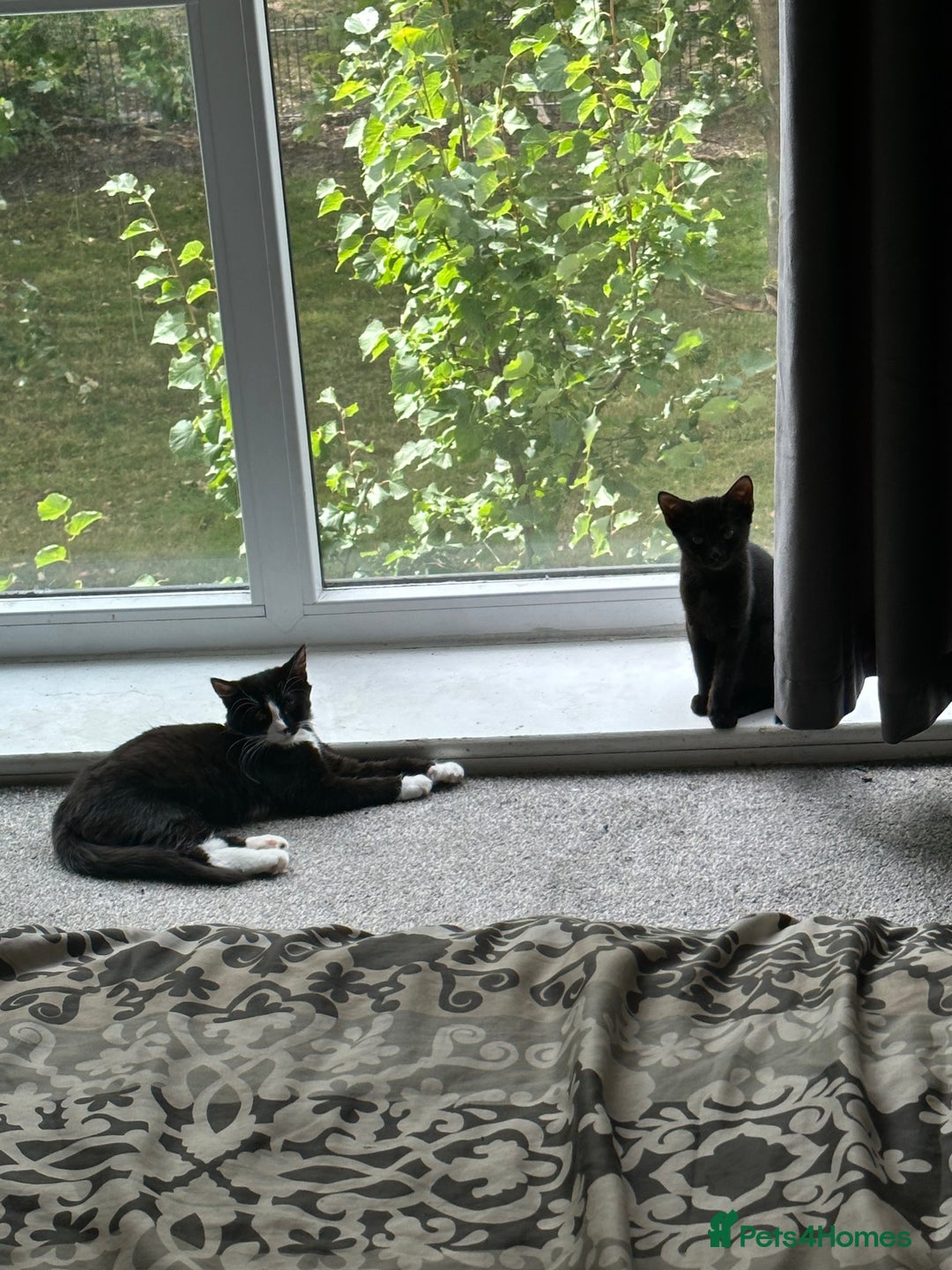 Domestic Shorthair cats for sale: Cat Sisters Need Rehoming ASAP - Image 1