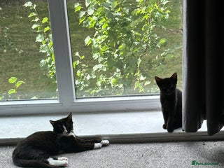 Domestic Shorthair cats for sale - Advert 1