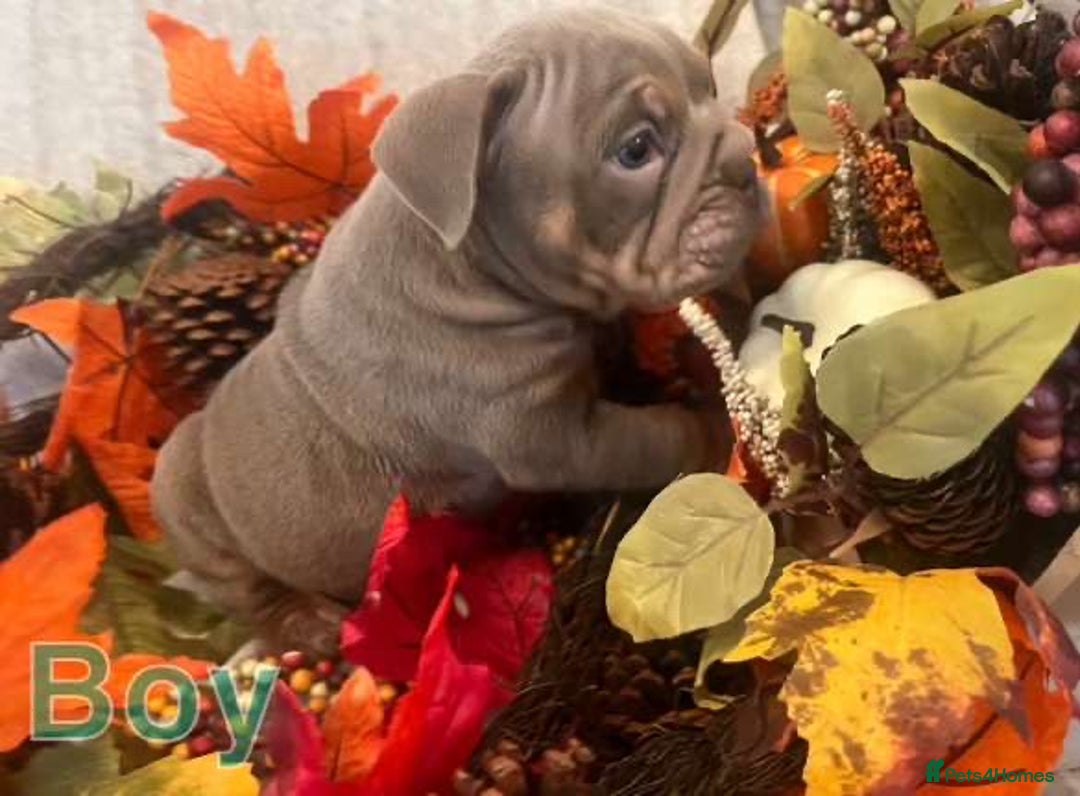 English Bulldog dogs for sale: Isabella and tri English bulldog puppy’s  - Image 12