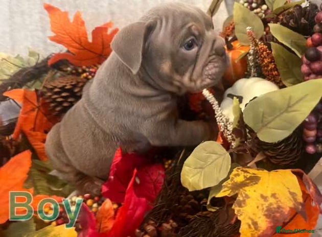 English Bulldog dogs - Advert 9