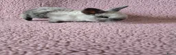 Mixed Breed rabbits for sale: Mini lop Rabbits  - Advert 2
