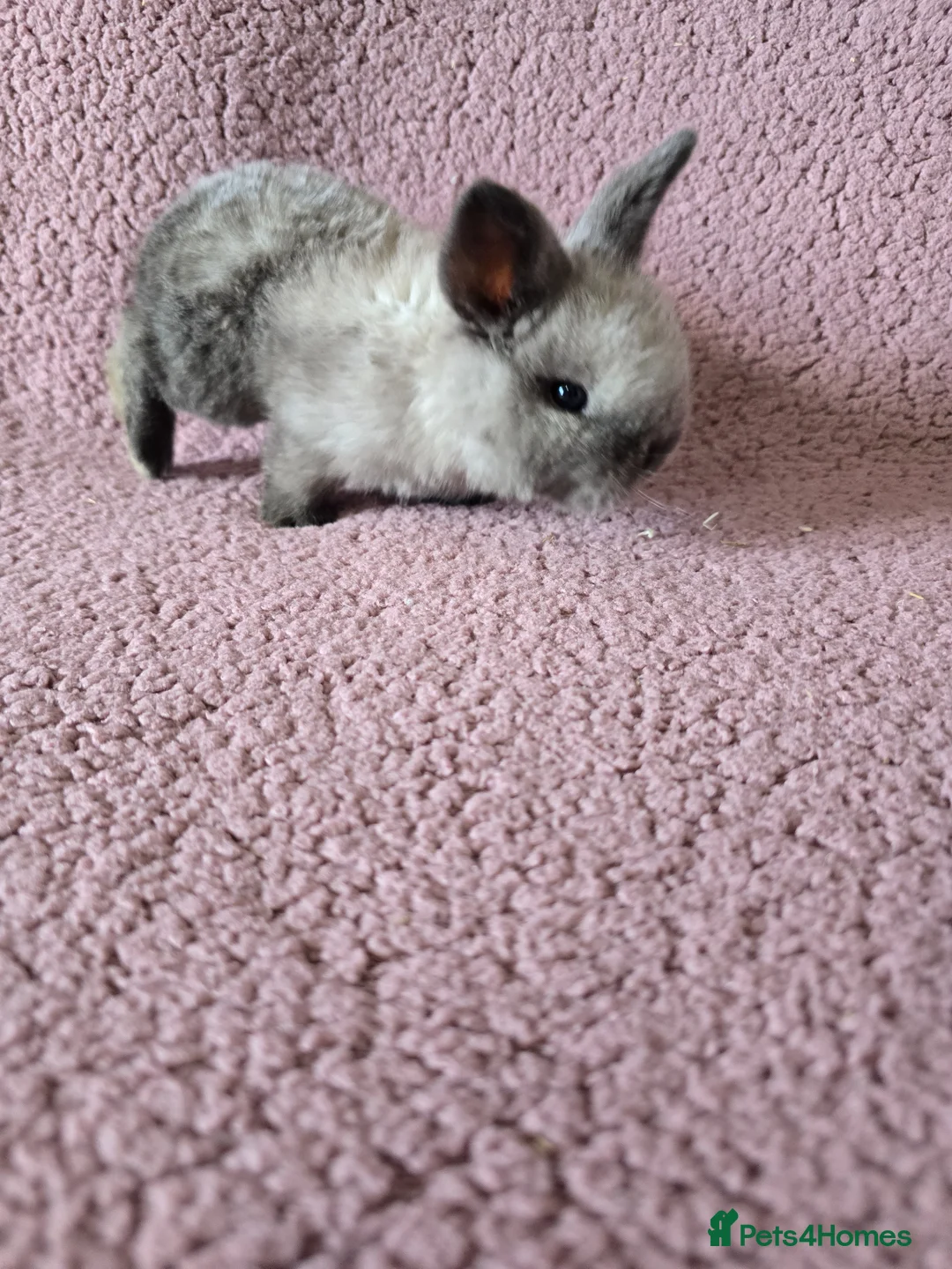 Mixed Breed rabbits for sale: Mini lop Rabbits  - Advert 2