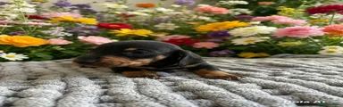 Miniature Dachshund 1