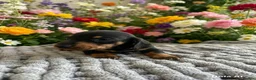 Miniature Dachshund dogs for sale: 3 strong healthy puppies  - Advert 3