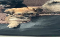 Mixed Breed dogs for sale: Tini Malchi puppies  - Image 4
