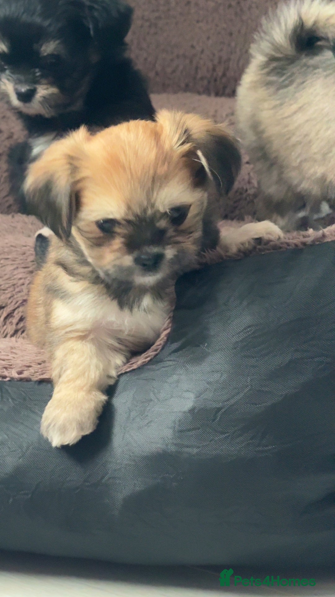 Mixed Breed dogs for sale: Tini Malchi puppies  - Image 4