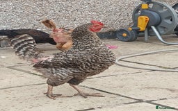 Chickens poultry for sale: These are all different breeds - Image 8