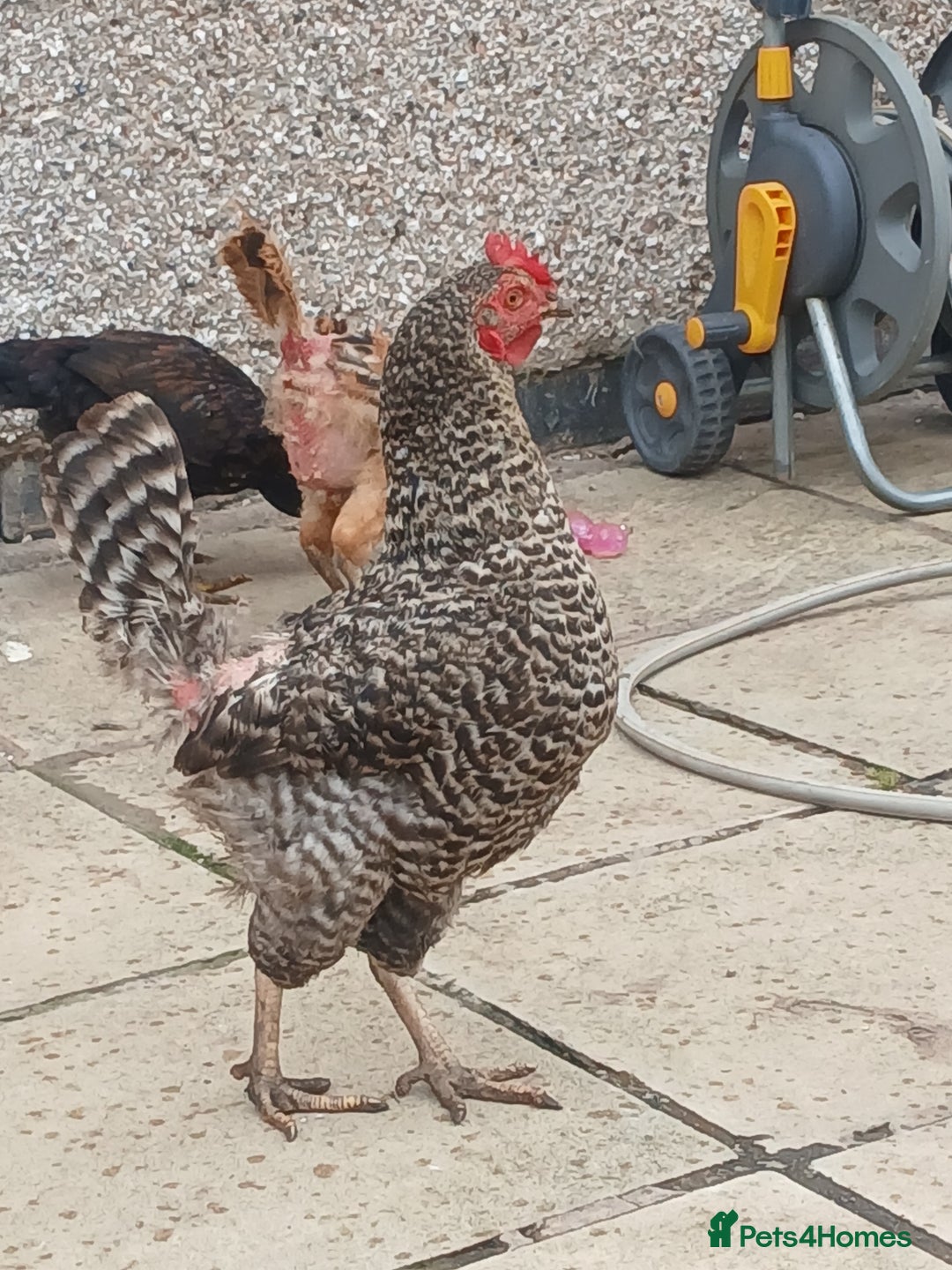Chickens poultry for sale: These are all different breeds - Image 8