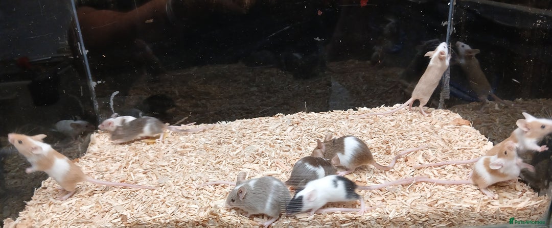 Mouse rodents for sale: Baby Fancy Coloured Mice  - Image 2