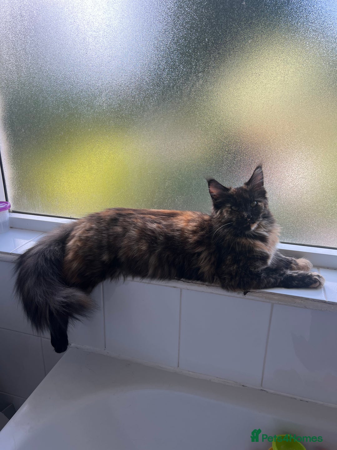 Maine Coon cats for sale: Kittens for sale  - Image 17