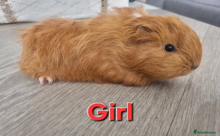 Guinea Pig rodents - Advert 11