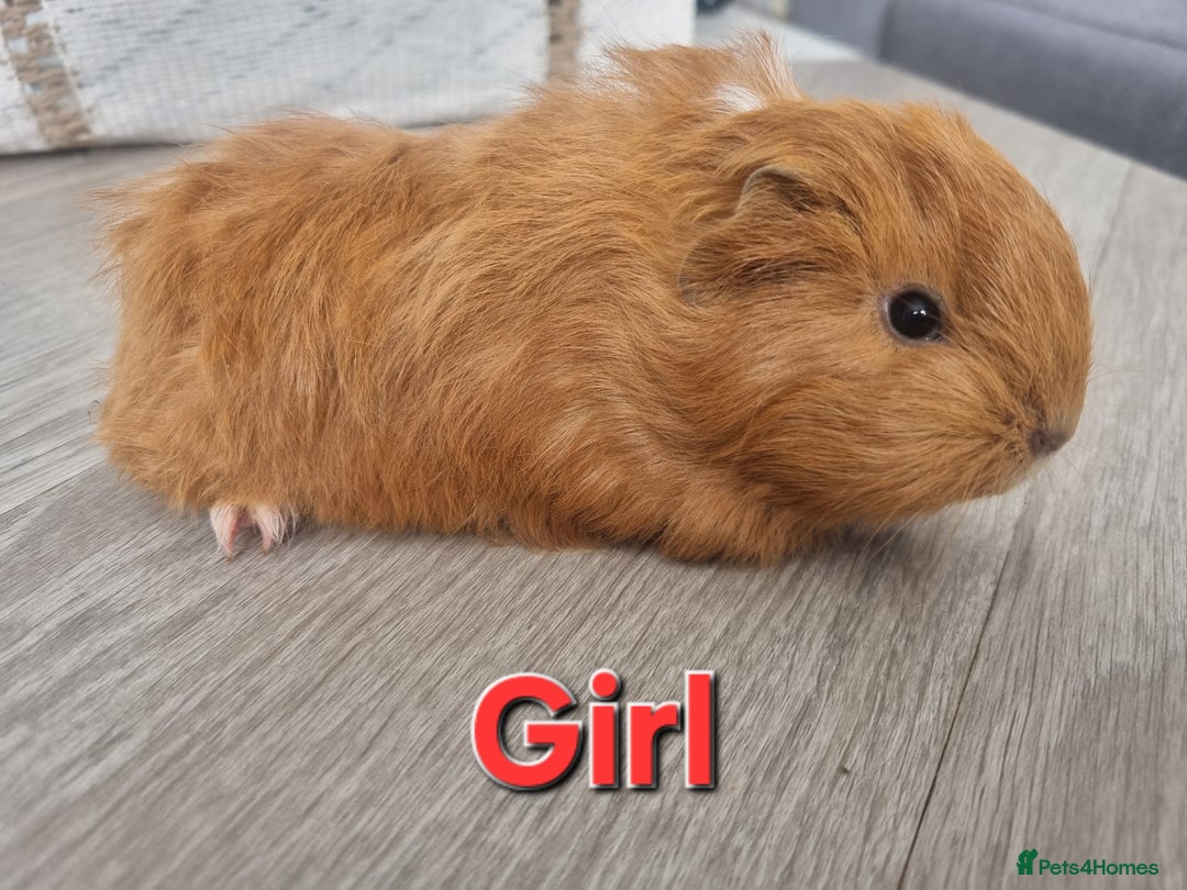 Guinea Pig rodents for sale: Guinea pigs £25 each  - Image 1