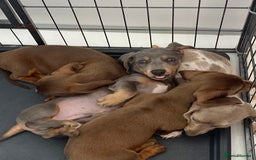 Miniature Dachshund dogs for sale: Minature dachshund puppies  - Image 4