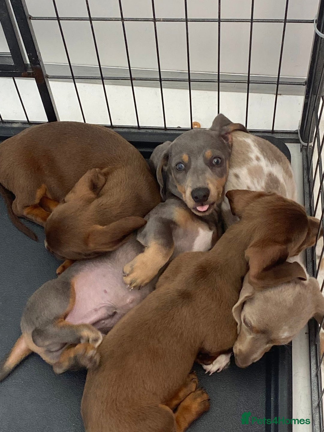 Miniature Dachshund dogs for sale: Minature dachshund puppies  - Image 4