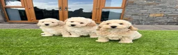 Poochon dogs for sale: Poochon Puppies - Advert 16